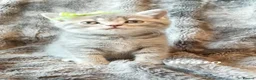 British Shorthair cats for sale: Rose gold British Shorthair  - Advert 6