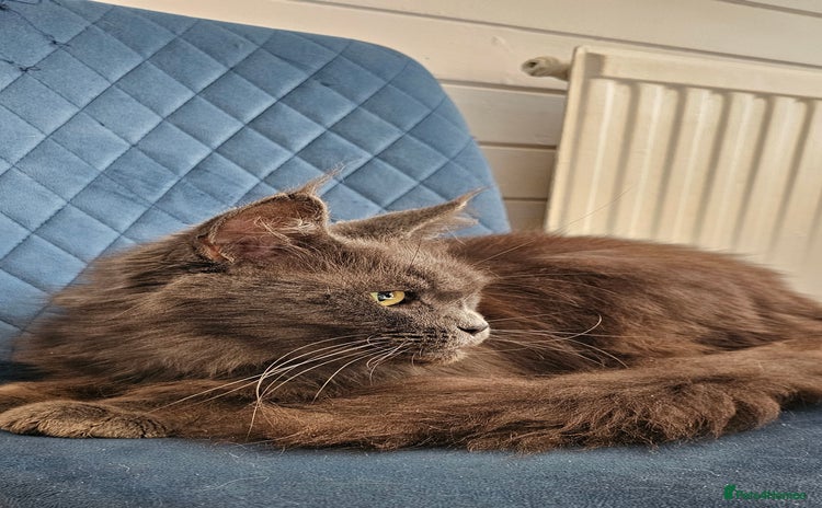 Maine Coon cats - Advert 14