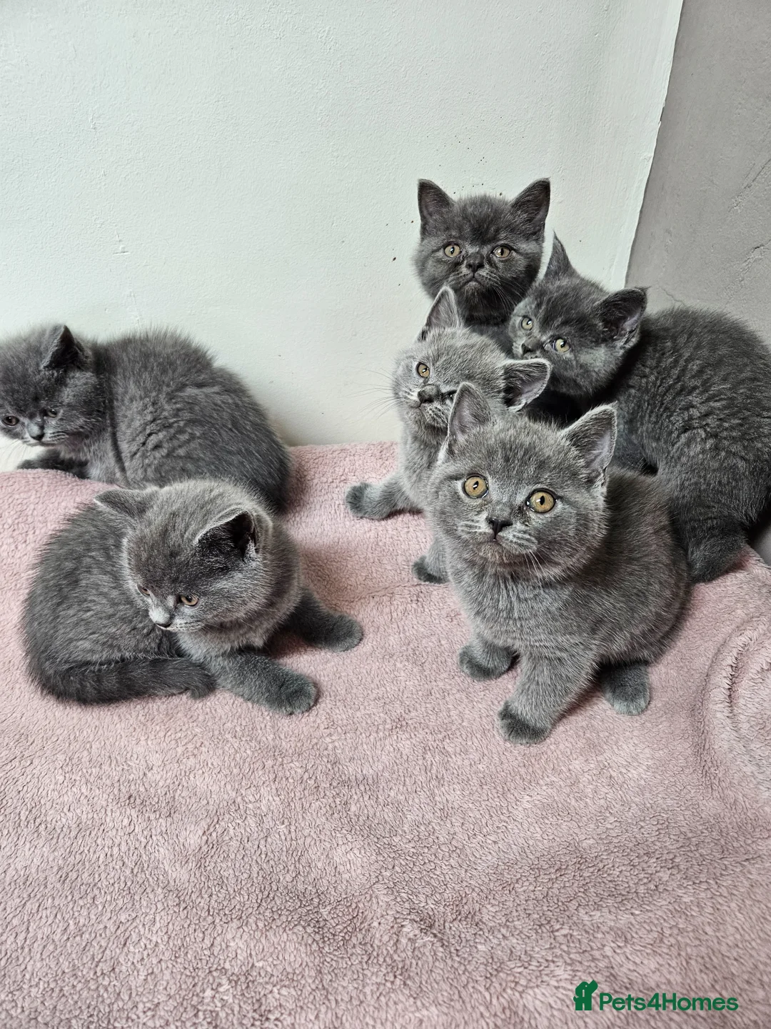 British Shorthair cats for sale: British Shorthair Kittens Imported Parents  in Peterborough - Advert 2