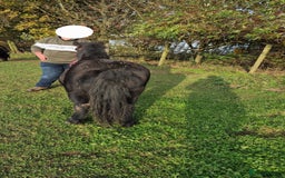 Shetland pony horses for sale: Shetland gelding  - Image 3