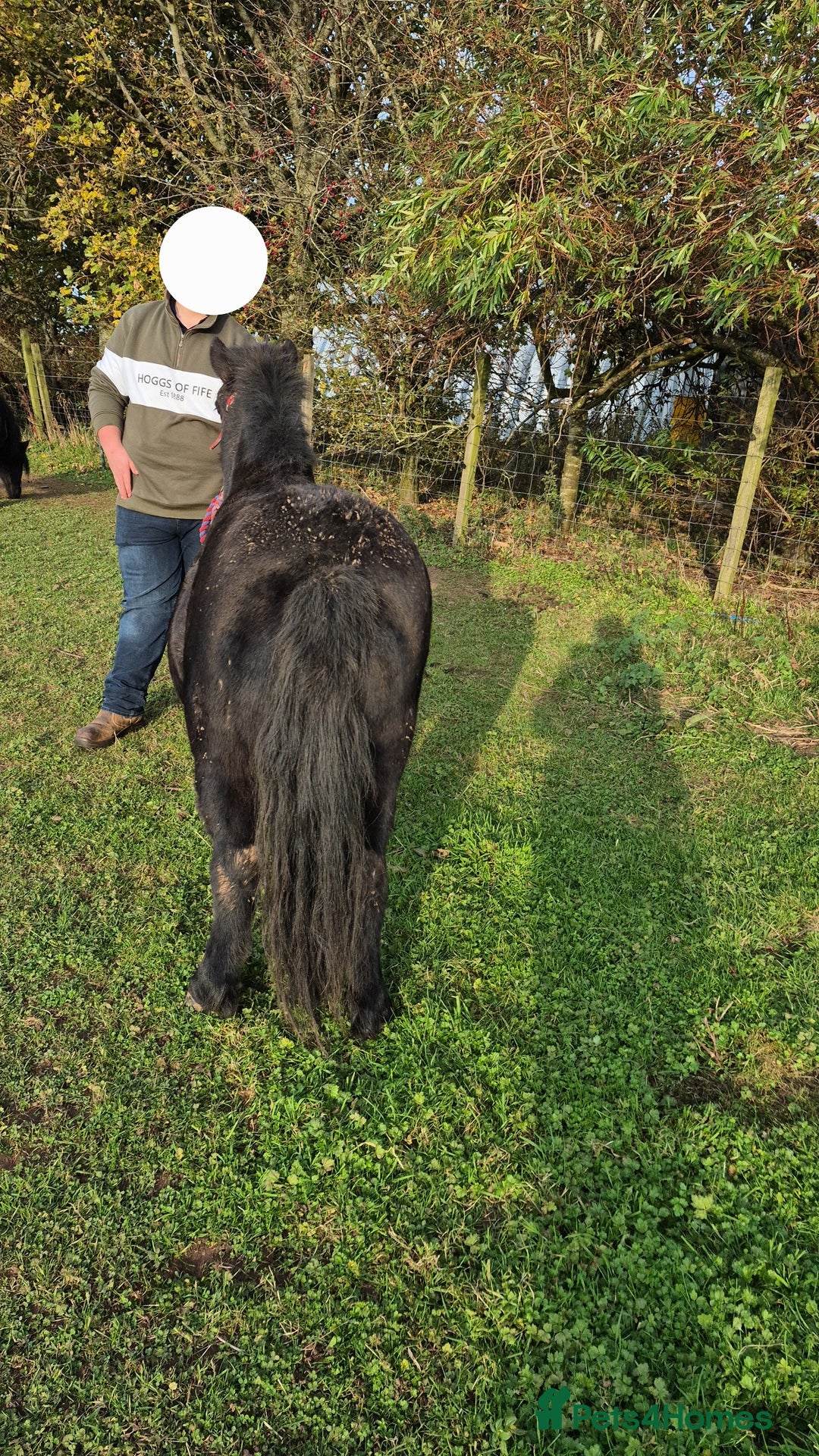 Shetland pony horses for sale: Shetland gelding  - Image 3