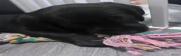 Goldador dogs for sale: 8 gorgeous black goldadors  - Advert 6