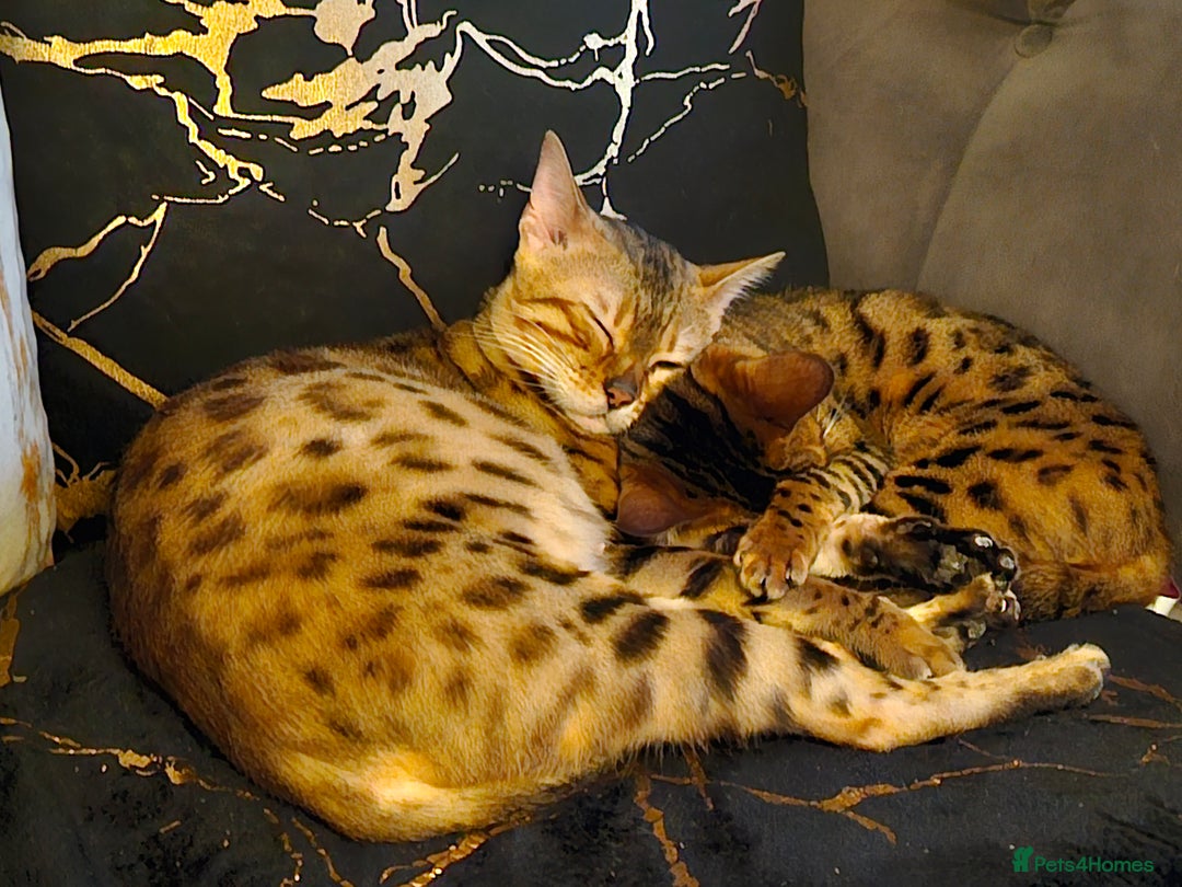 Bengal cats for sale: Bengal  in Forfar - Image 11