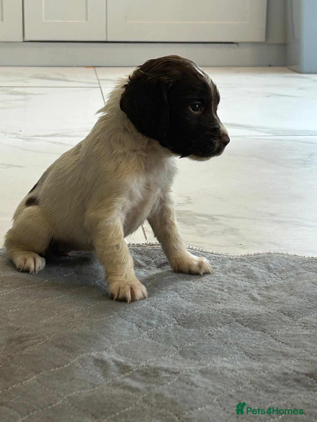 English Springer Spaniel dogs for sale: KC registered Springer spaniels puppies  - Image 35
