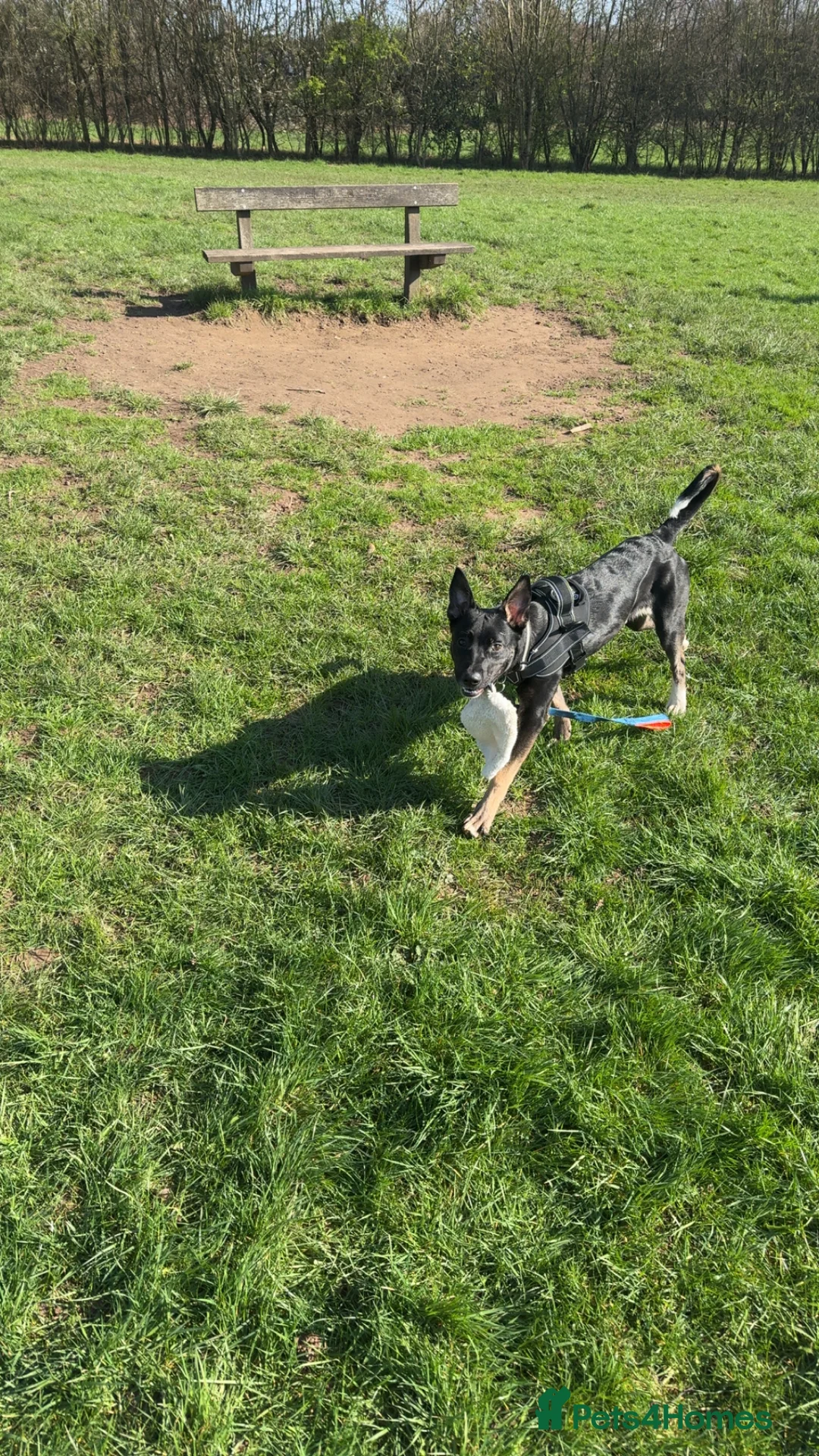 Belgian Shepherd Dog dogs for sale: Belgian Malinois - Advert 3