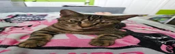 Mixed Breed cats for sale: Cats  in Dalkeith - Advert 8