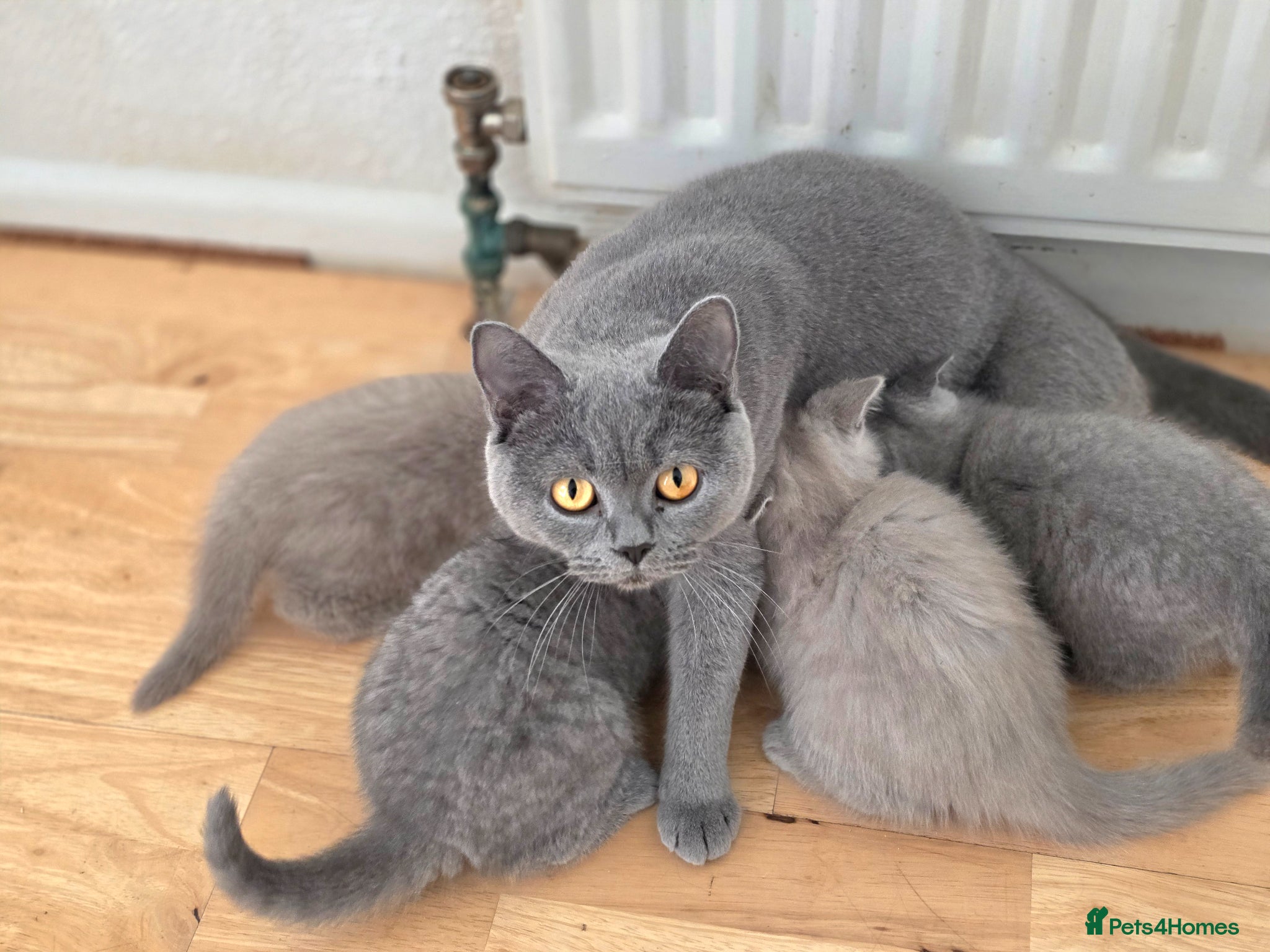 British Shorthair cats BRITISH SHORTHAIR KITTENS READY 1ST OF MAY 2026 - Advert 2