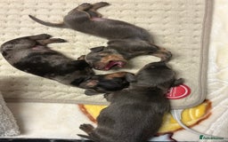 Dachshund dogs for sale: Dachshunds puppies  - Image 2