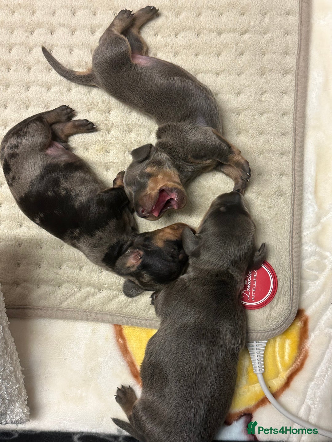 Dachshund dogs for sale: Dachshunds puppies  - Image 2