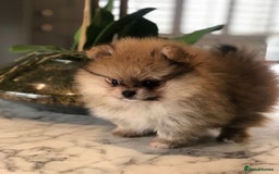Pomeranian dogs for sale: Kc teddy bear pom babies  - Image 4