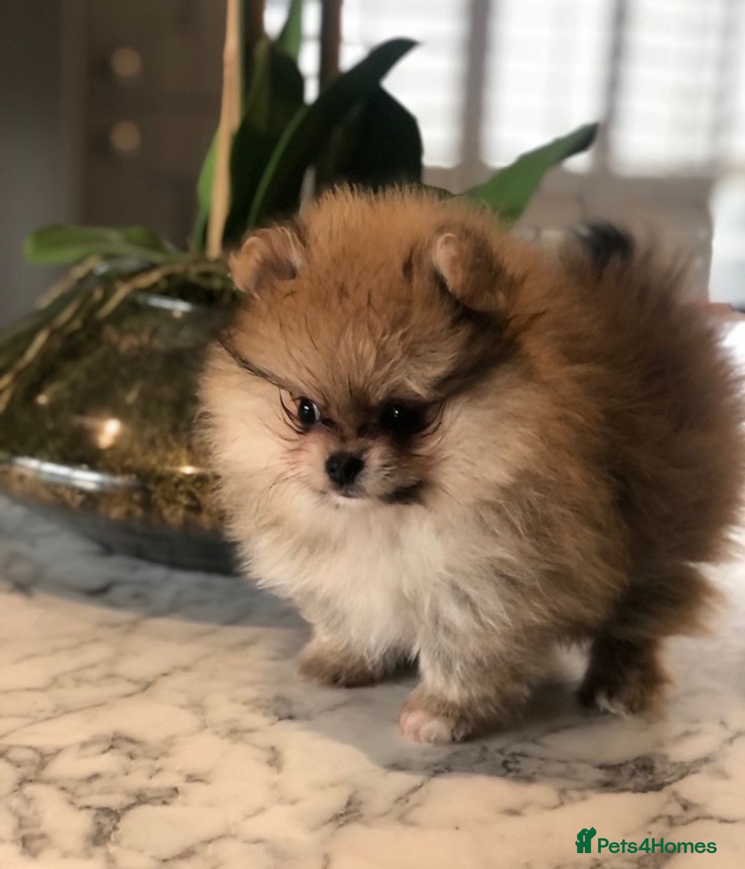 Pomeranian dogs for sale: Kc teddy bear pom babies  - Image 4