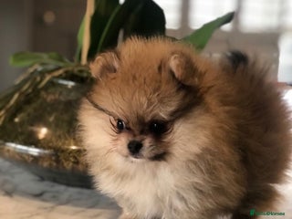 Pomeranian dogs Kc teddy bear pom babies - Advert 6