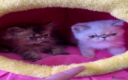 Persian cats for sale: READY NOW GCCF REG PKD FREE EXOTICS - Image 15