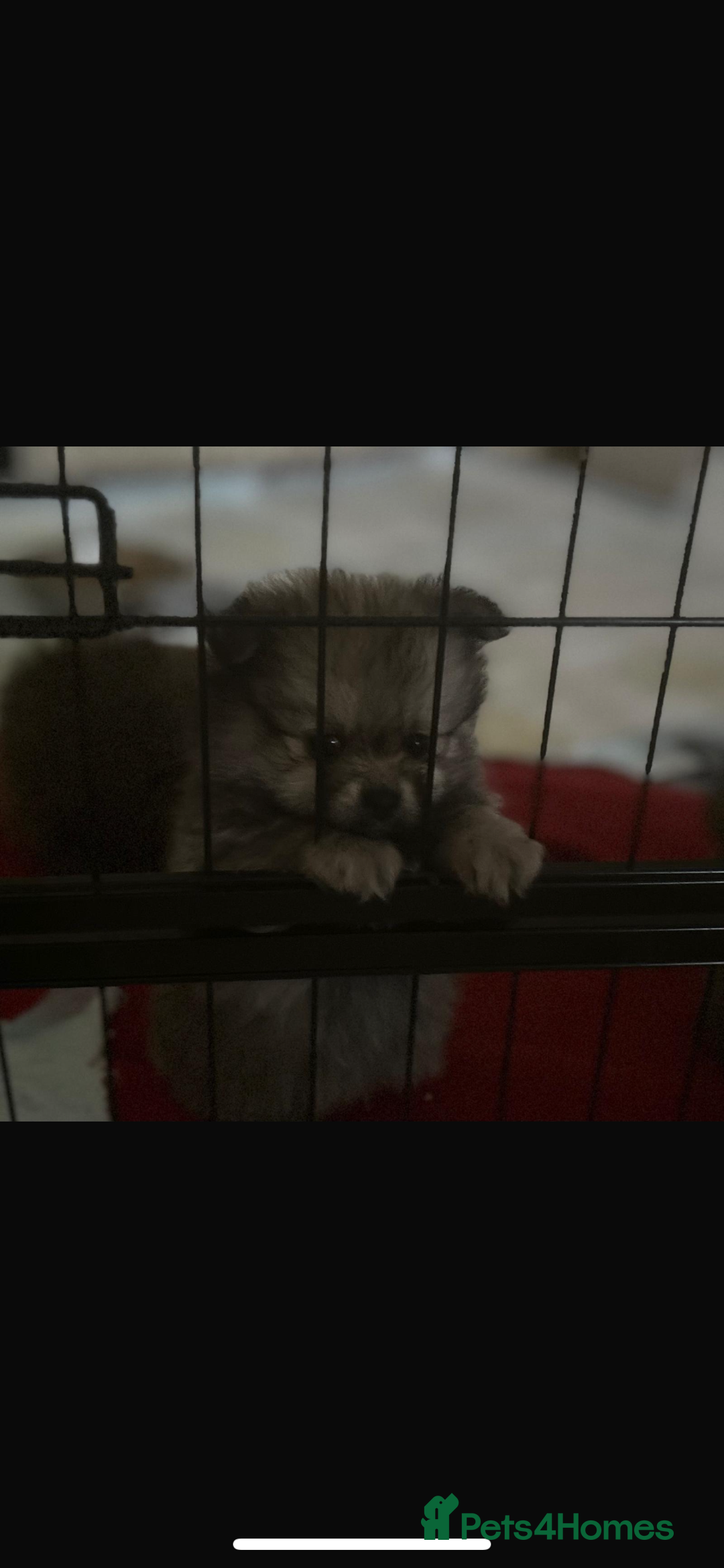 Pomeranian dogs for sale: 5⭐️ 🏆 champion bloodline Pomeranians  - Image 13