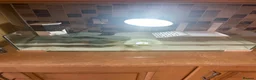 Turtle reptiles for sale: Musk Turtle in Houghton le Spring - Advert 4