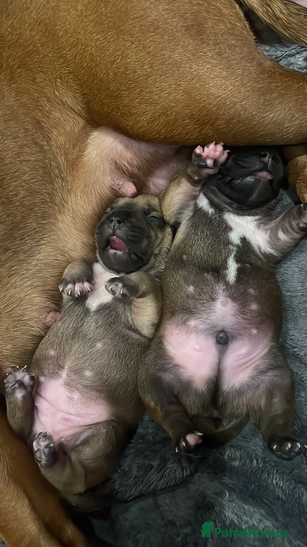 Staffordshire Bull Terrier dogs for sale: Beautiful chunky red staffys  - Advert 8