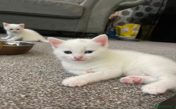 Turkish Angora cats - Advert 9
