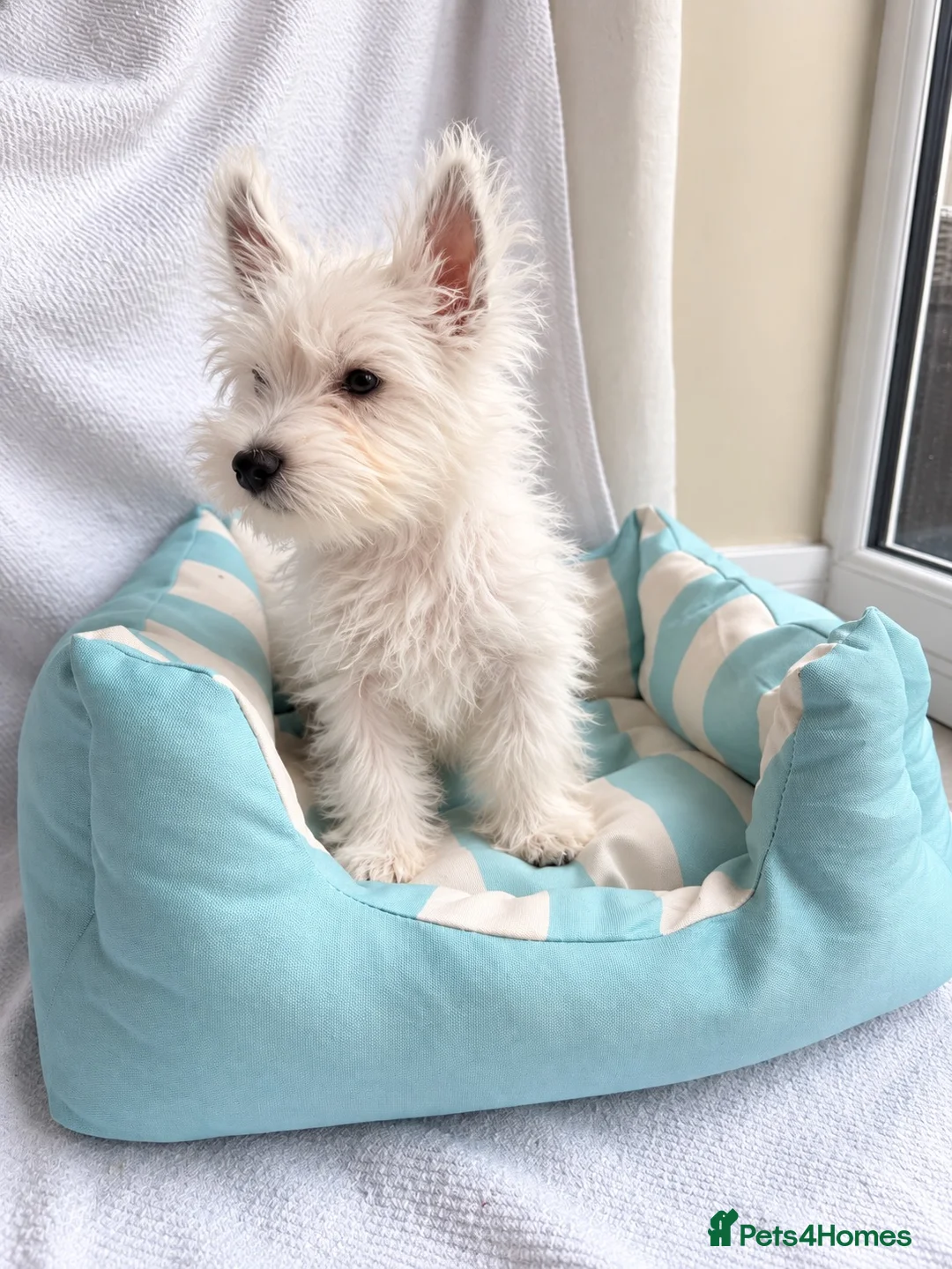 West Highland Terrier dogs for sale: West highland white terriers ⭐️ 3 boys ⭐️ - Advert 2
