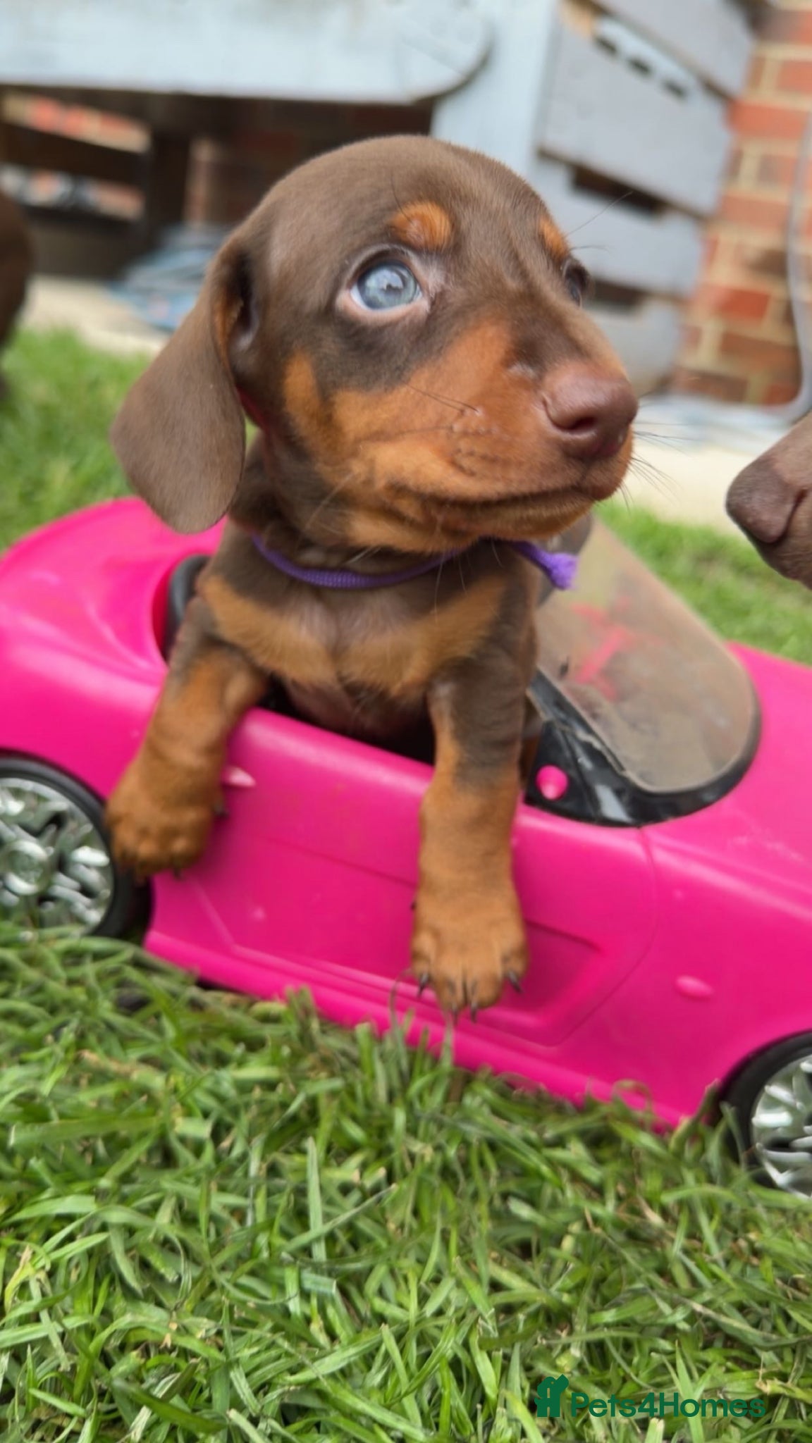 Miniature Dachshund dogs for sale: 🐶 Miniature Dachshund puppies! 🐶 - Advert 7