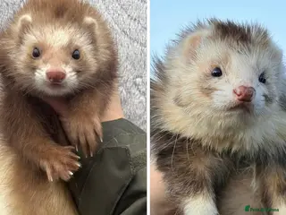 Ferret rodents Upcoming pairings of Angora ferrets - Advert 1