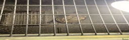 Turtle reptiles for sale: Japanese Pond Turtle in London - Advert 6