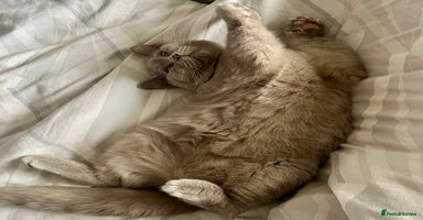 British Shorthair cats - Advert 2
