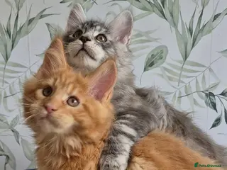 Maine Coon cats Affectionate pedigree boys - Advert 6