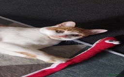 Domestic Shorthair cats for sale: Bella - Advert 2