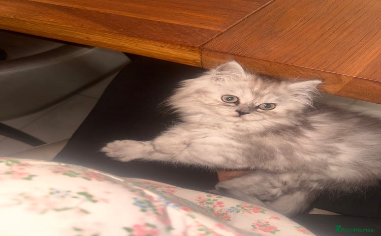 Persian cats - Advert 4