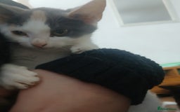 Domestic Shorthair cats for sale: 🐾 9 Beautiful Kittens - Image 17