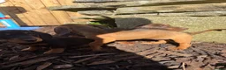 Dachshund dogs for sale: Beautiful dachshund puppies  - Advert 3
