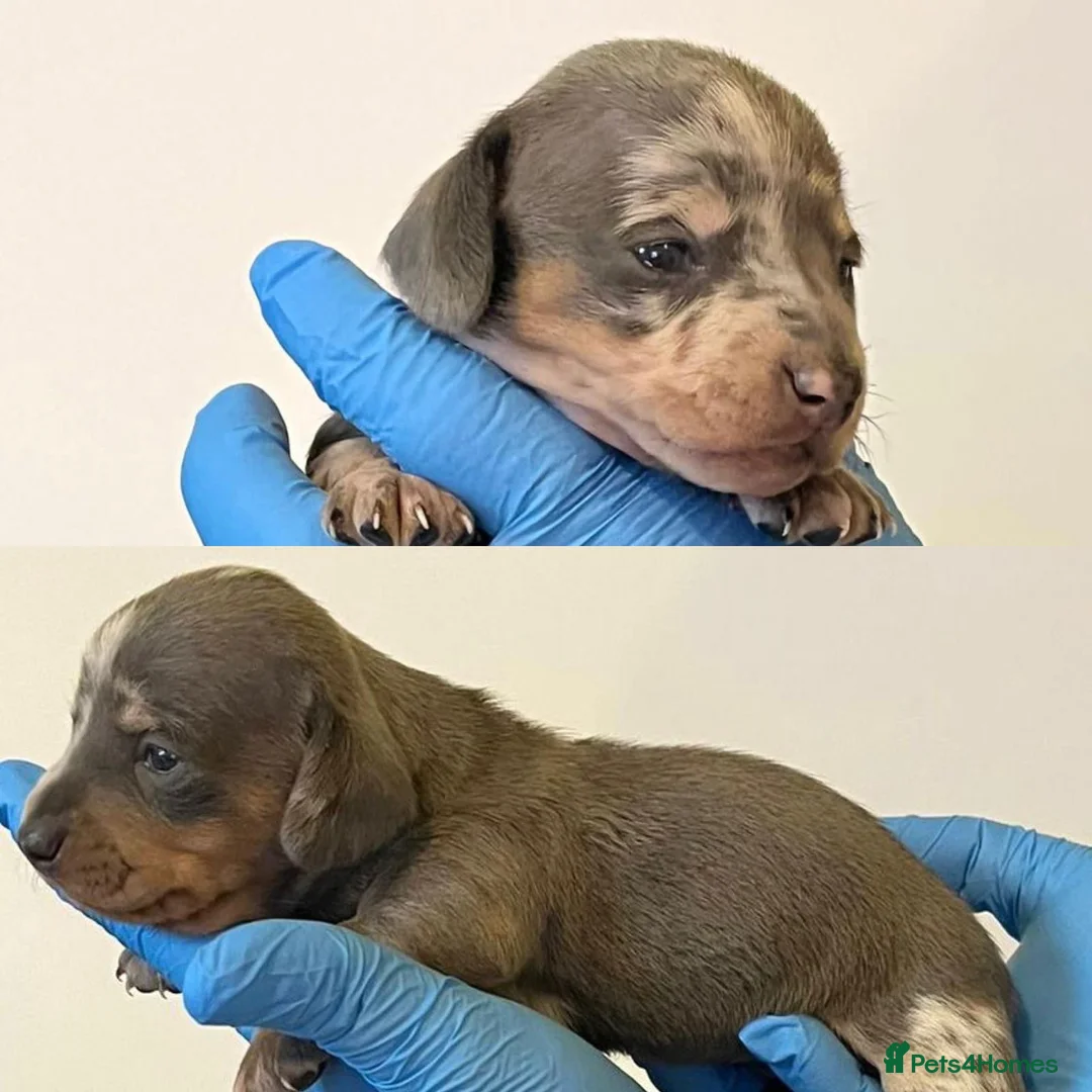 Miniature Dachshund dogs for stud: **RogueRoyales Hennessy** PRA Clear Isabella & Tan in Wolverhampton - Advert 13