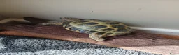 Tortoise reptiles for sale: Horsefield Tortoise - Advert 7