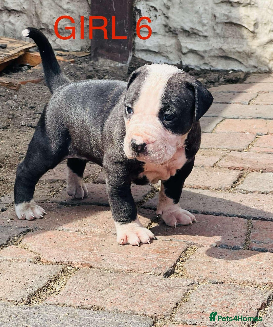 American Bulldog dogs for sale: American Bulldog pups - Image 5