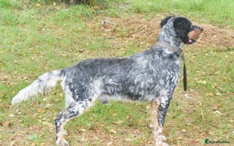 English Setter dogs for adoption: Hasgar - Image 3