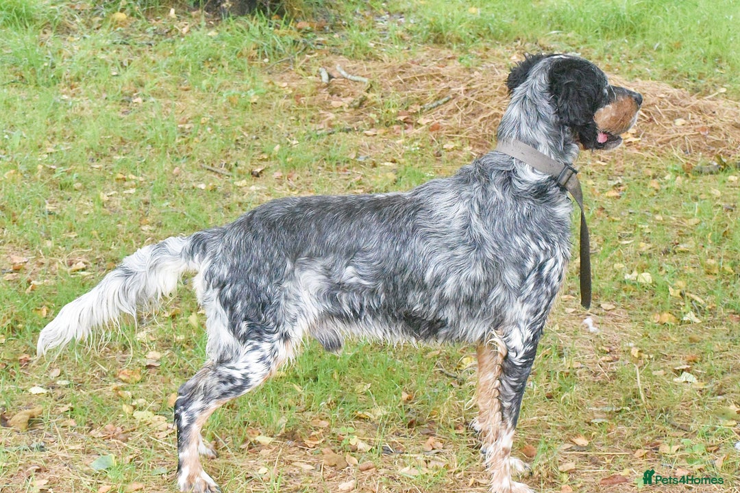 English Setter dogs for adoption: Hasgar - Image 3