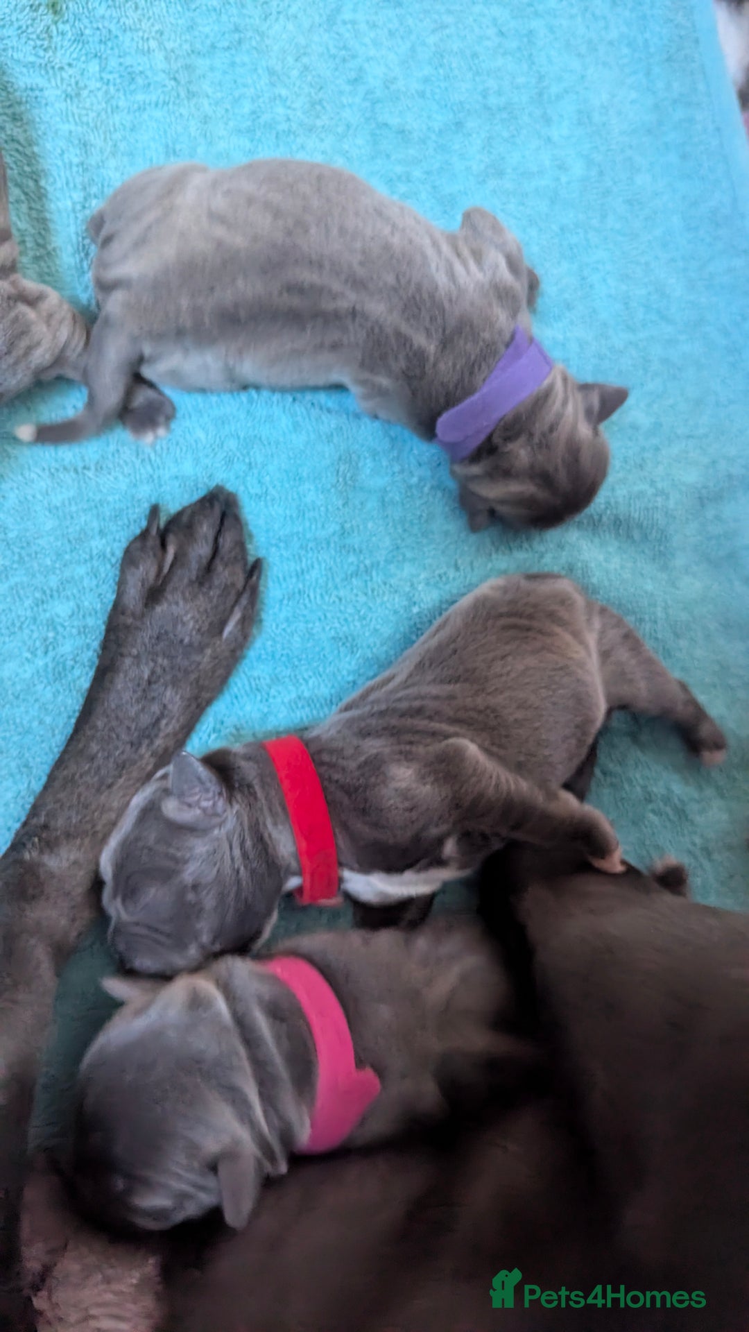 Staffordshire Bull Terrier dogs for sale: Beautiful KC reg Staffordshire bull terriers - Advert 21