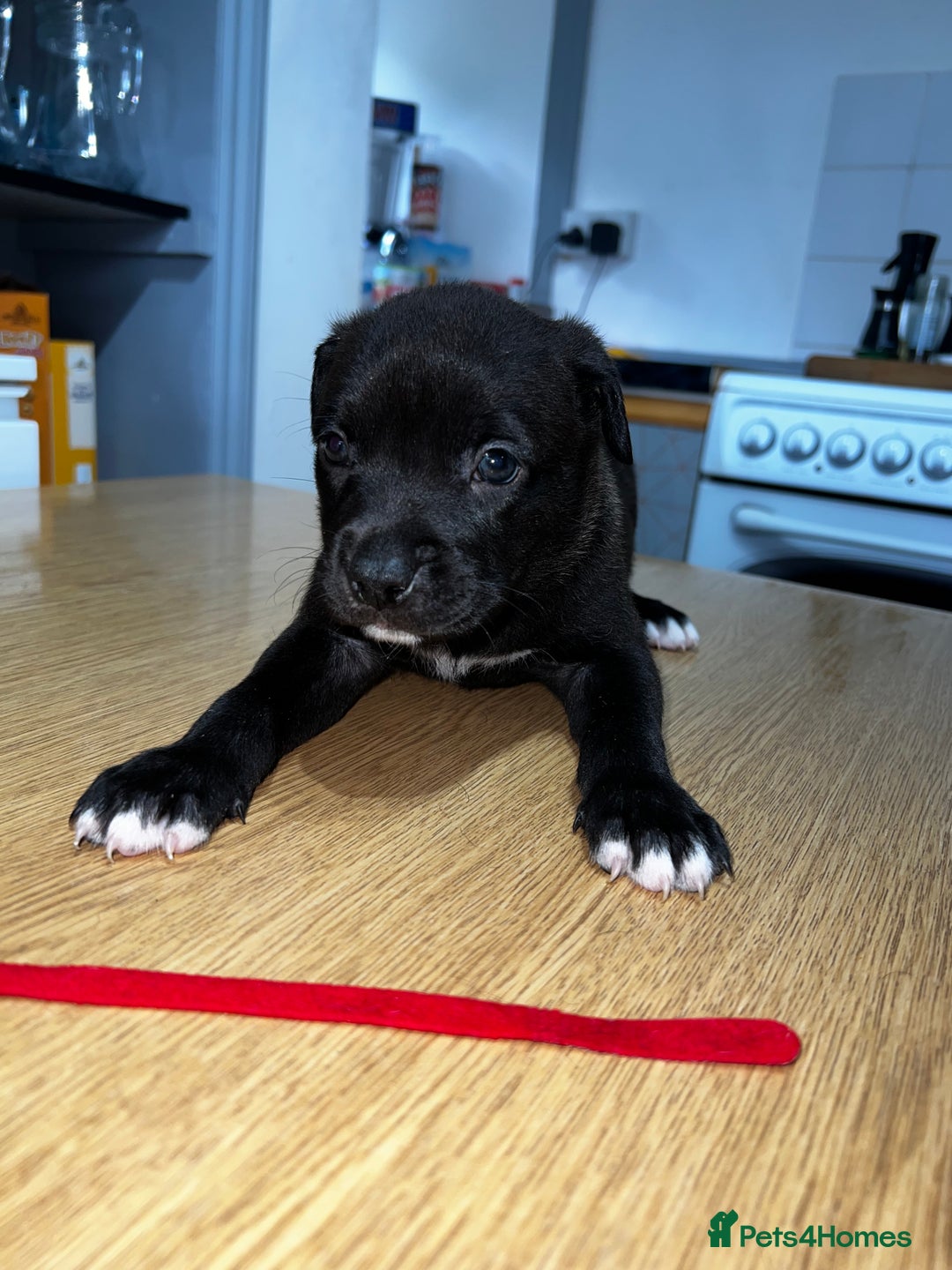 Mixed Breed dogs for sale: Blue american Shepard puppies - Image 4