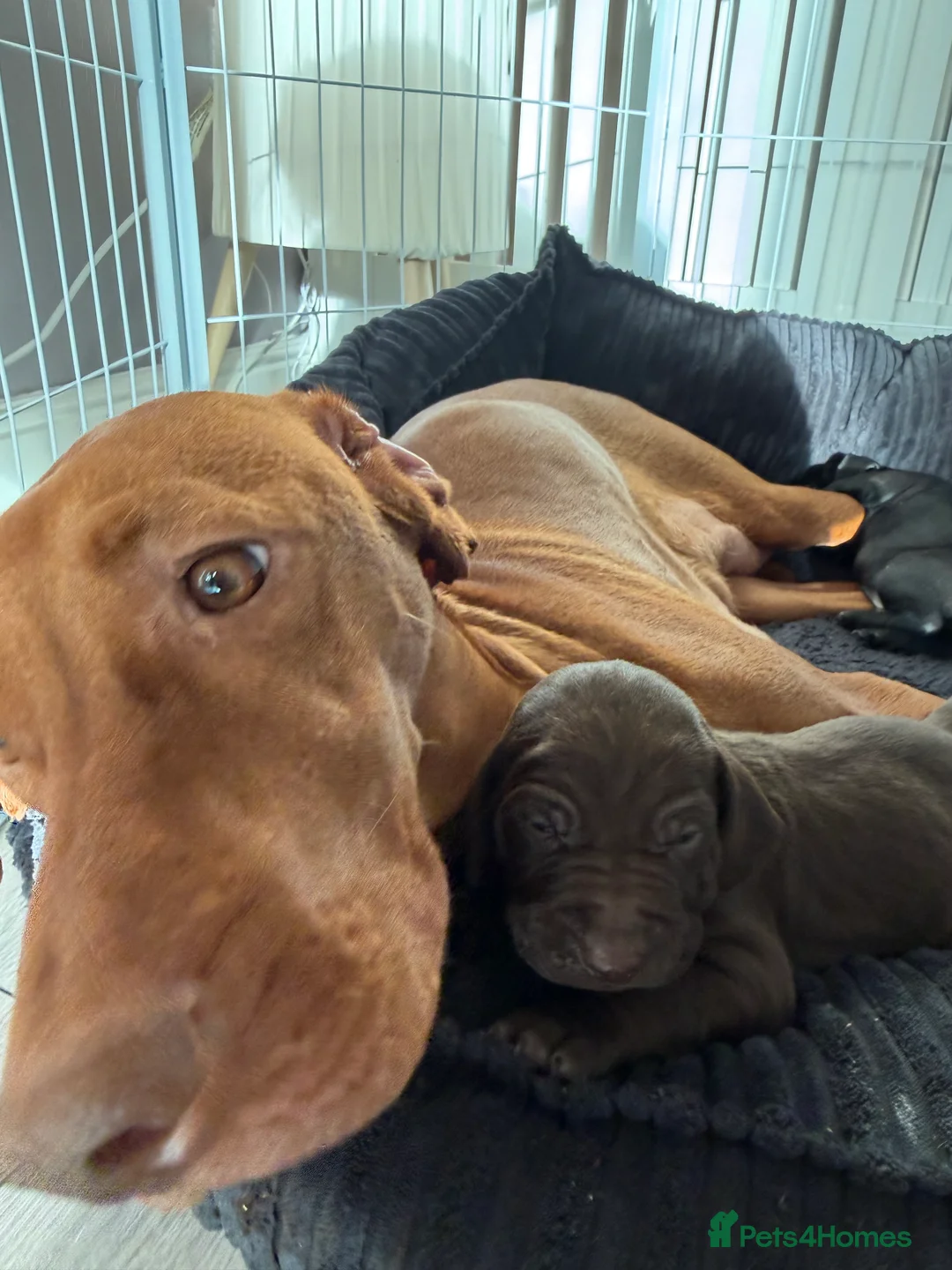 Mixed Breed dogs for sale: Vizmaraner puppies  - Advert 20