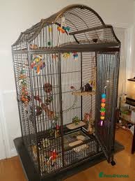 Parrots birds finches looking for a new home - Advert 2