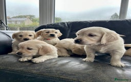 Golden Retriever dogs for sale: Beautiful Golden Retriever Puppies  - Image 5