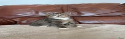 Mixed Breed cats for sale: Beautiful kittens  - Advert 11
