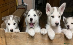 Utonagan dogs for sale: Husky x malamute  - Image 10