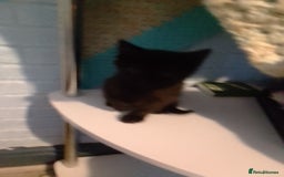 Mixed Breed cats for sale: Kittens  - Image 2