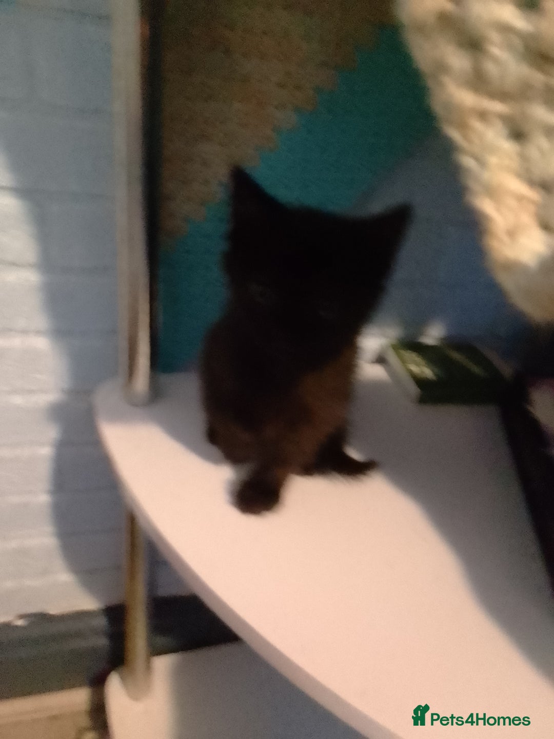 Mixed Breed cats for sale: Kittens  - Image 2