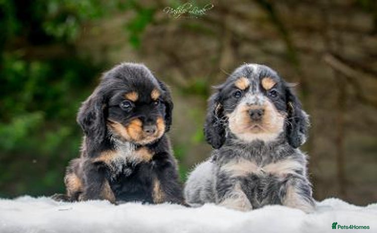 Cocker Spaniel dogs - Advert 1
