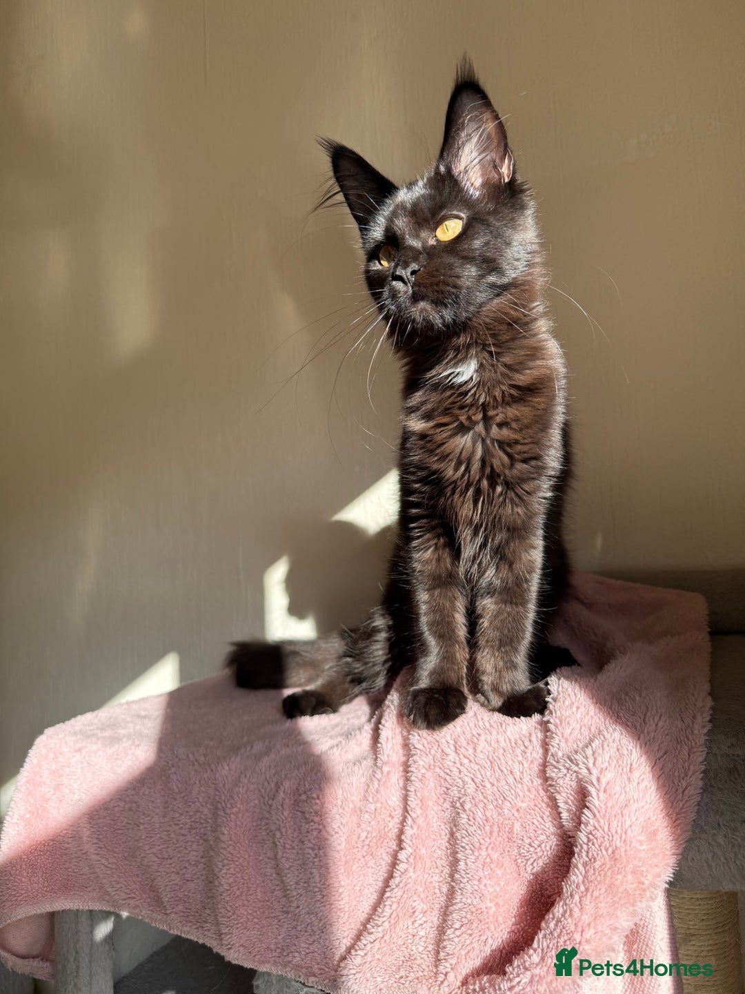 Maine Coon cats for sale: Pedigree GCCF Russian Import line Maine Coons - Image 30