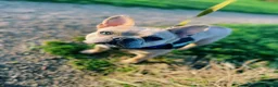 French Bulldog dogs for sale: Coco frenchie  - Advert 5