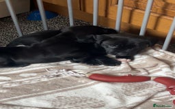 Mixed Breed dogs for sale: Sprocker cross blue staffy puppies for sale  - Image 6