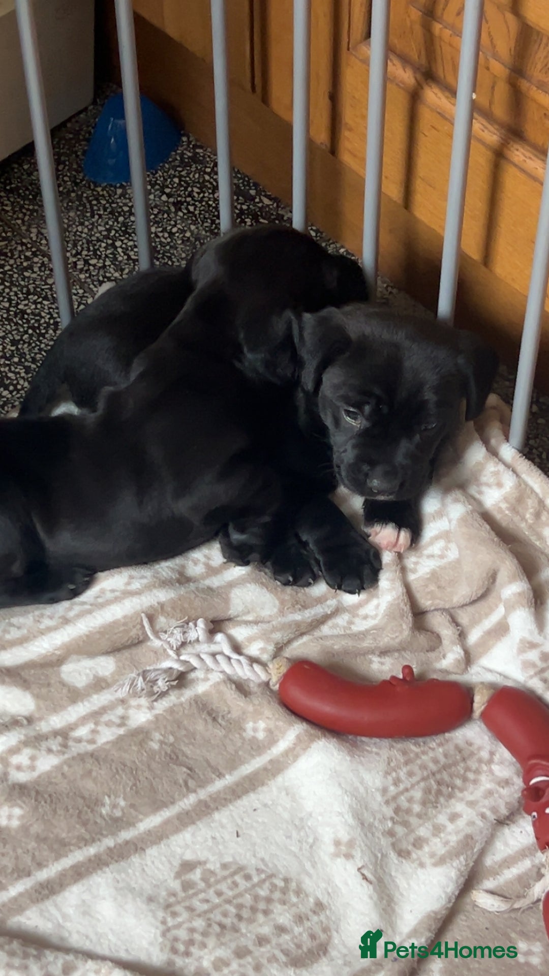Mixed Breed dogs for sale: Sprocker cross blue staffy puppies for sale  - Image 6